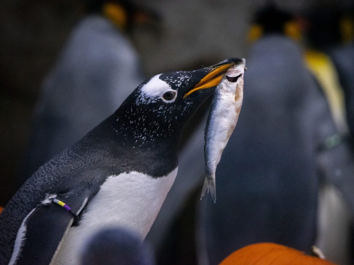 Totally normal image